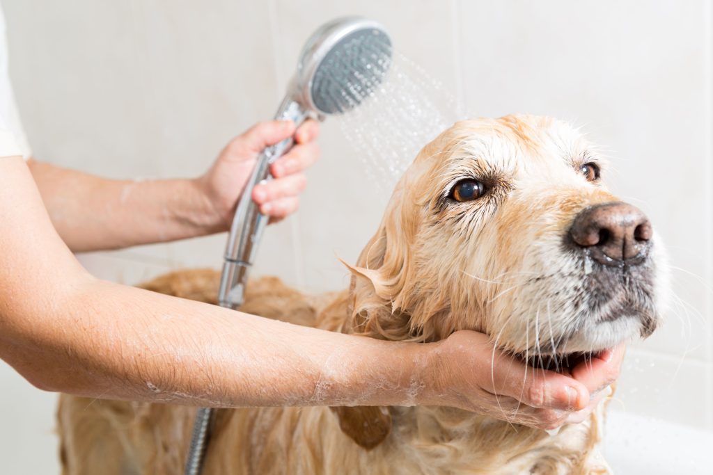 Veterinari su tukli alarm: što nikada ne biste trebali raditi s psom jer je opasno