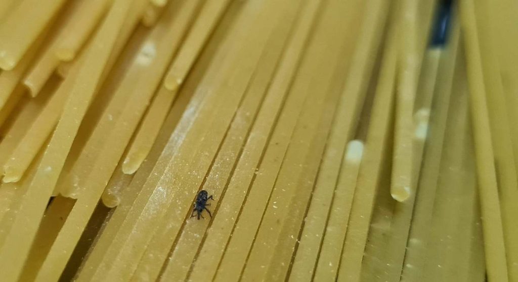 Moji špageti bili su puni buba, ali nisam znao za to: kako otkriti i uništiti bube u hrani