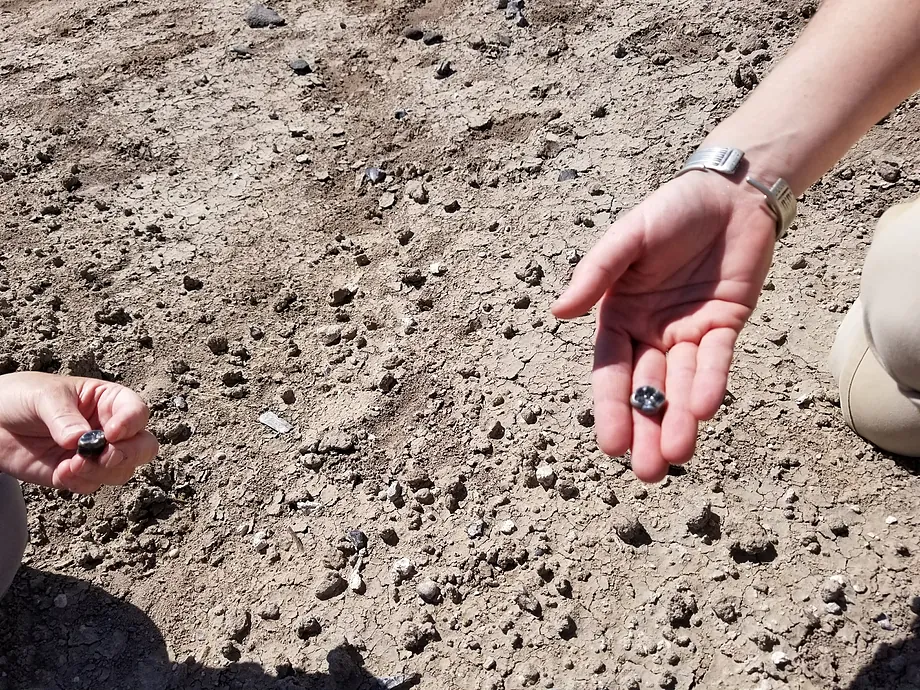 Otkrila novu vrstu Australopitéka koja je živjela zajedno s prvim predstavnicima obitelji Homo