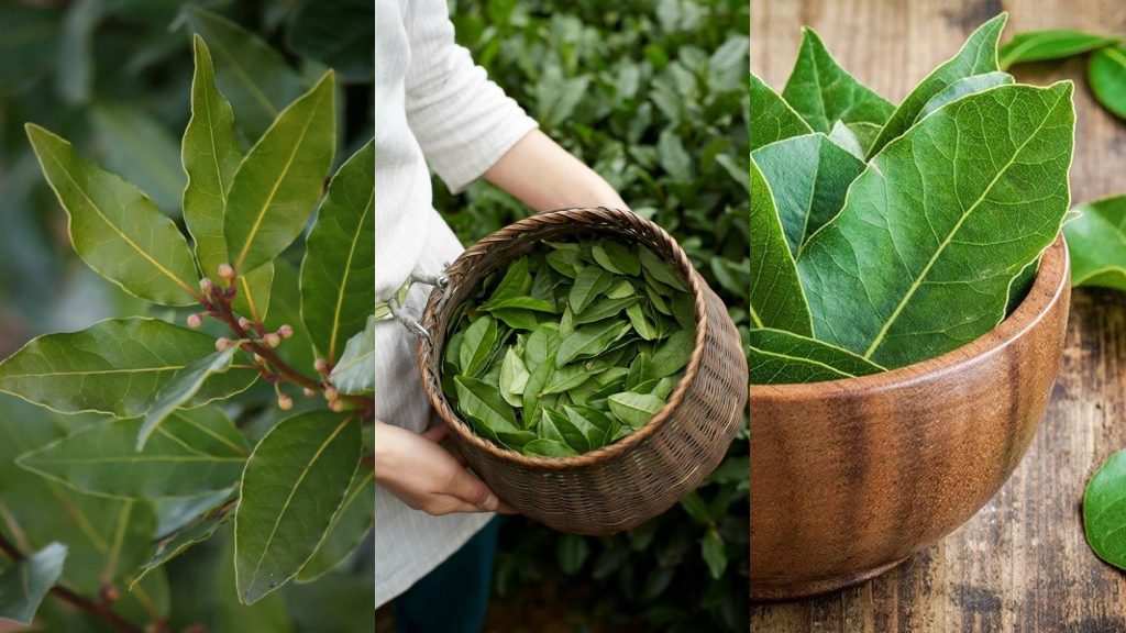 Bay Leaf i ocat: sjajan savjet koji će riješiti vaš najveći problem u kućanstvu