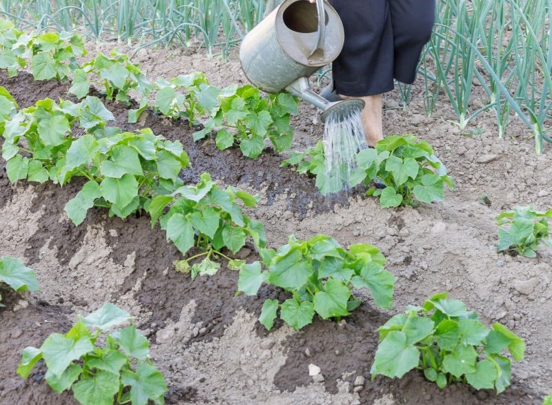 Ulimo ga u sudoper, čak i ako je to energetska prehrana za biljke. Rajčice i krastavci dobro rastu.