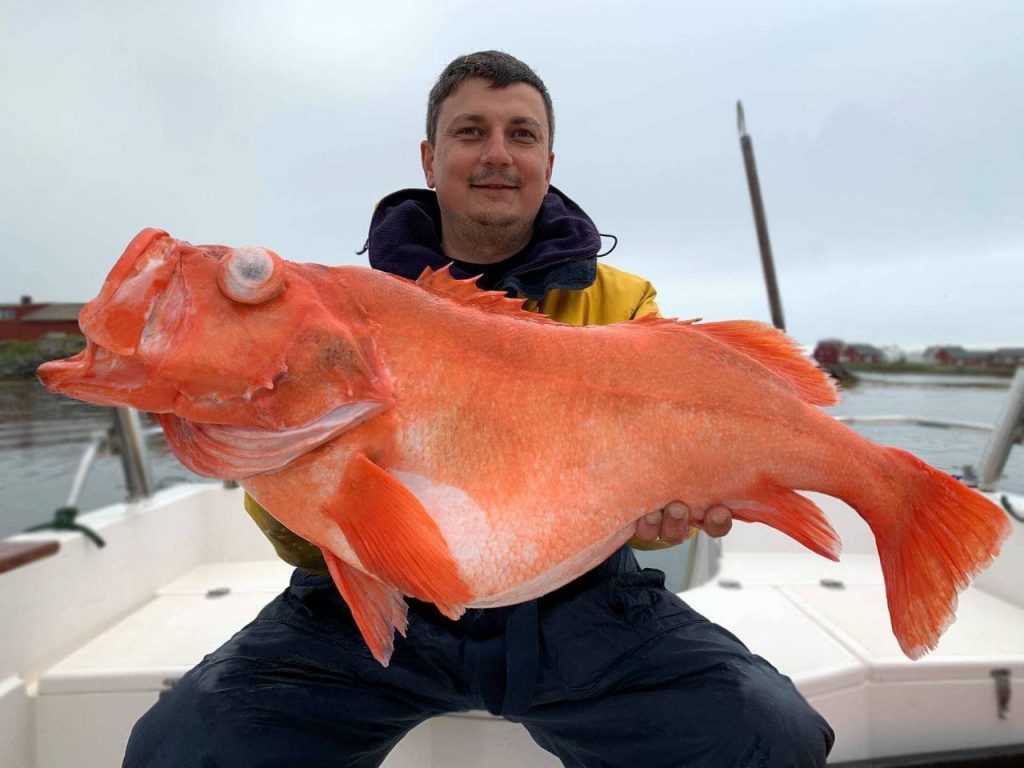 Ribari s otoka Formter uhvatili su ogroman uzorak težinu 49 kilograma: 