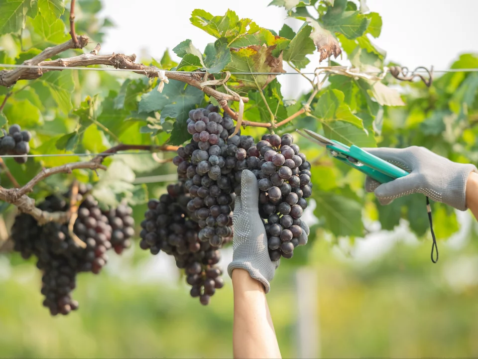 Želite li beriti slatko grožđe? Prerežite vinovu vinovu lozu - kolovoz je jamstvo uspješne žetve