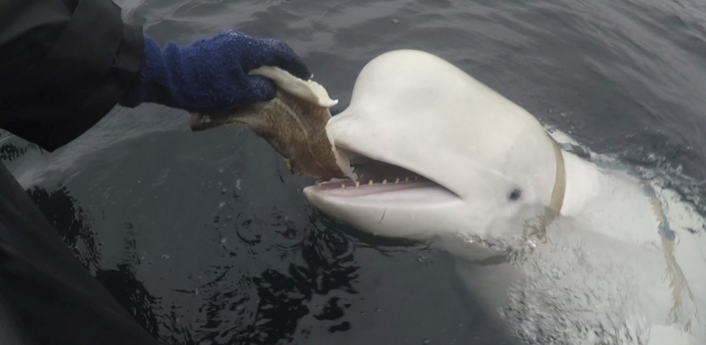 Beluga traži od broda za pomoć u spašavanju životinja i načinu na koji zahvaljuje na ovom činu, sva iznenađenja: 