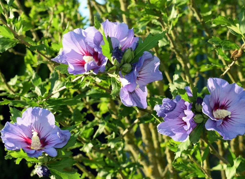 Briga za vrtni hibiskus. 5 savjeta za bogato i dugo cvjetanje