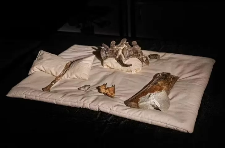Arheološki nalaz stoljeća: Otkrivanje prethodno nepoznatih fosila sila dinosaura kako bi prepisali povijest evolucije