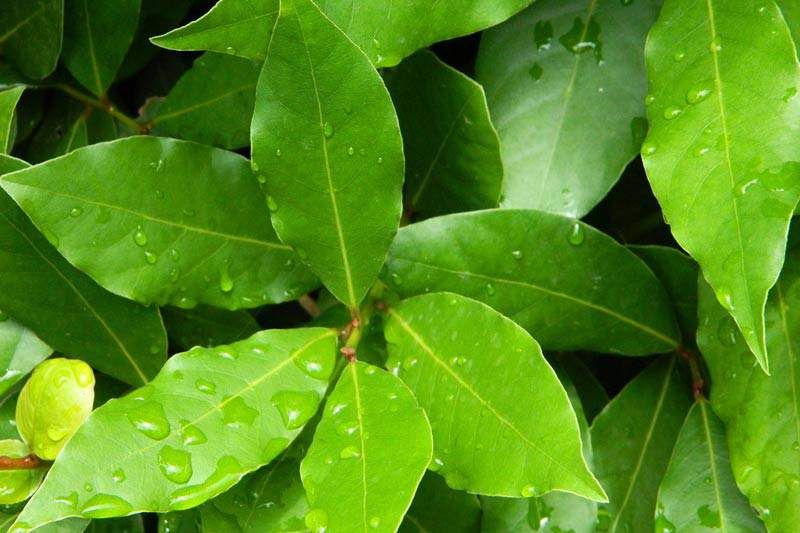 Bay Leaf i ocat: sjajan savjet koji će riješiti vaš najveći problem u kućanstvu