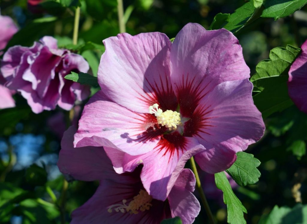 Briga za vrtni hibiskus. 5 savjeta za bogato i dugo cvjetanje