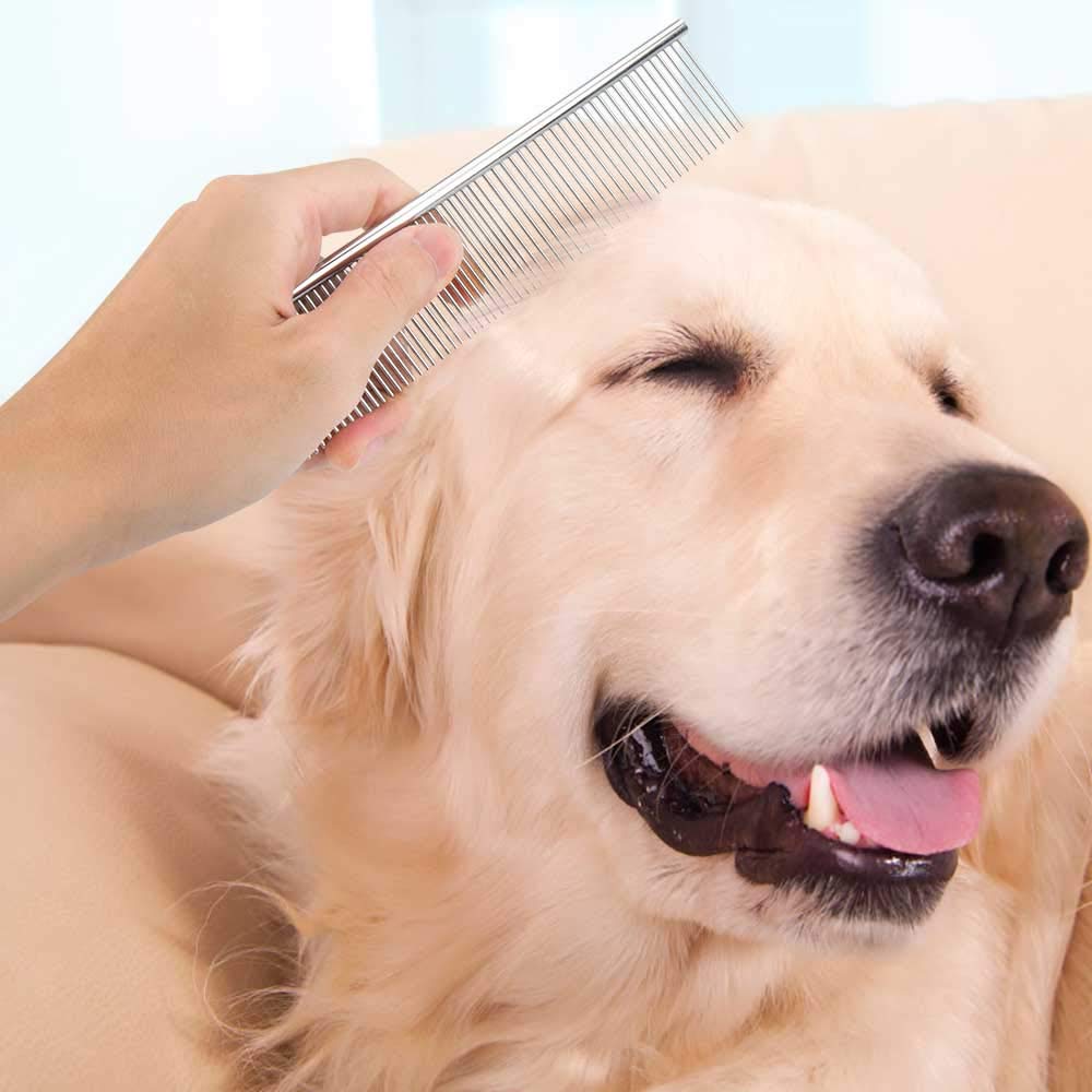Veterinari su tukli alarm: što nikada ne biste trebali raditi s psom jer je opasno