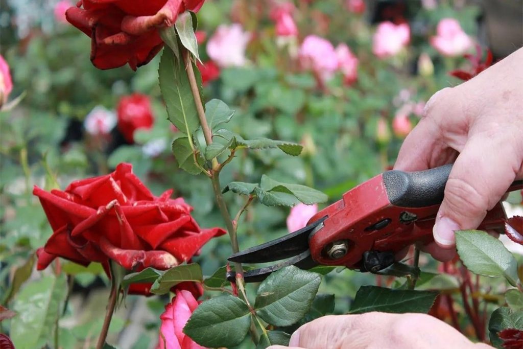6 savjeta vrtlara za lijepe i zdrave ruže