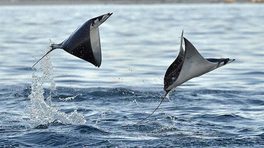 "Đavoli" u obliku ribe koje se pojavljuju na mediteranskoj obali: "Ovo je vrlo loš znak"