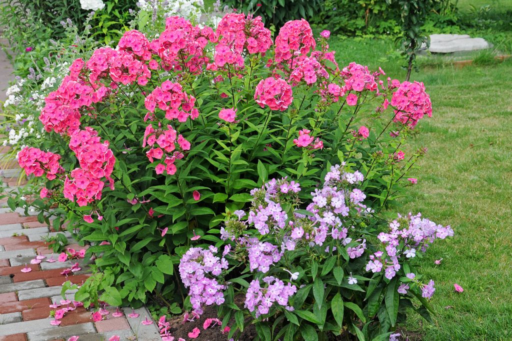 Nakon cvatnje izrežite floksi: Da ili ne?