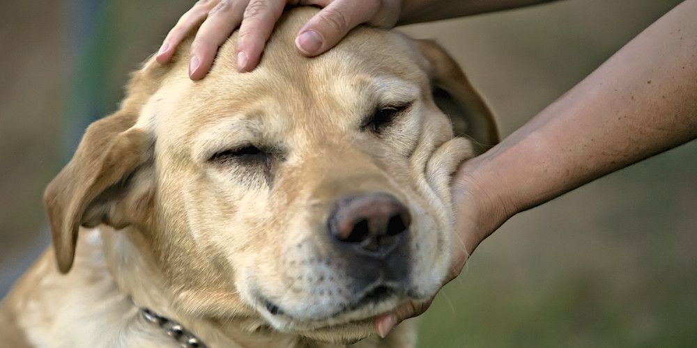 Značenje osobe želi miluti sve pse koje vidi na ulici s psihološkog stajališta