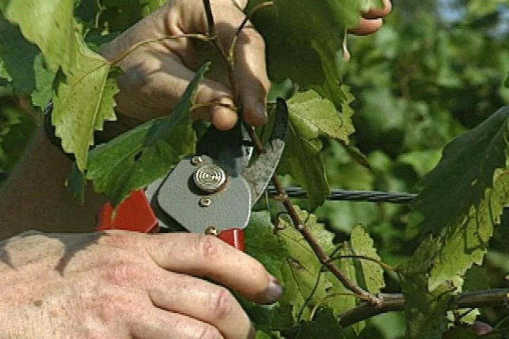 Želite li beriti slatko grožđe? Prerežite vinovu vinovu lozu - kolovoz je jamstvo uspješne žetve