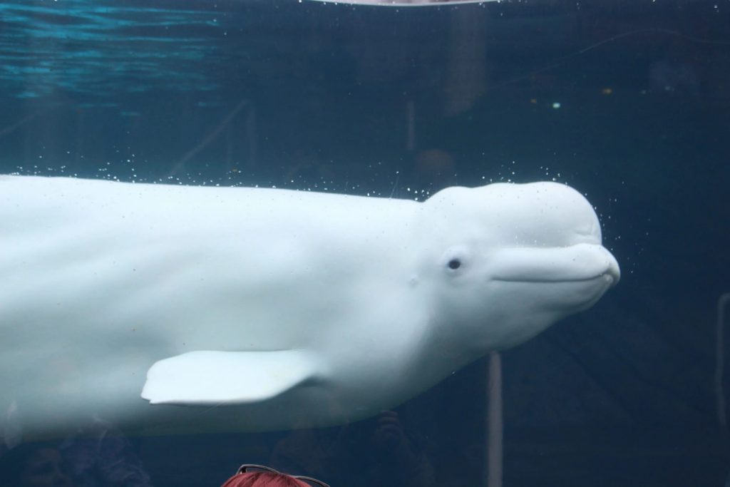Beluga traži od broda za pomoć u spašavanju životinja i načinu na koji zahvaljuje na ovom činu, sva iznenađenja: 