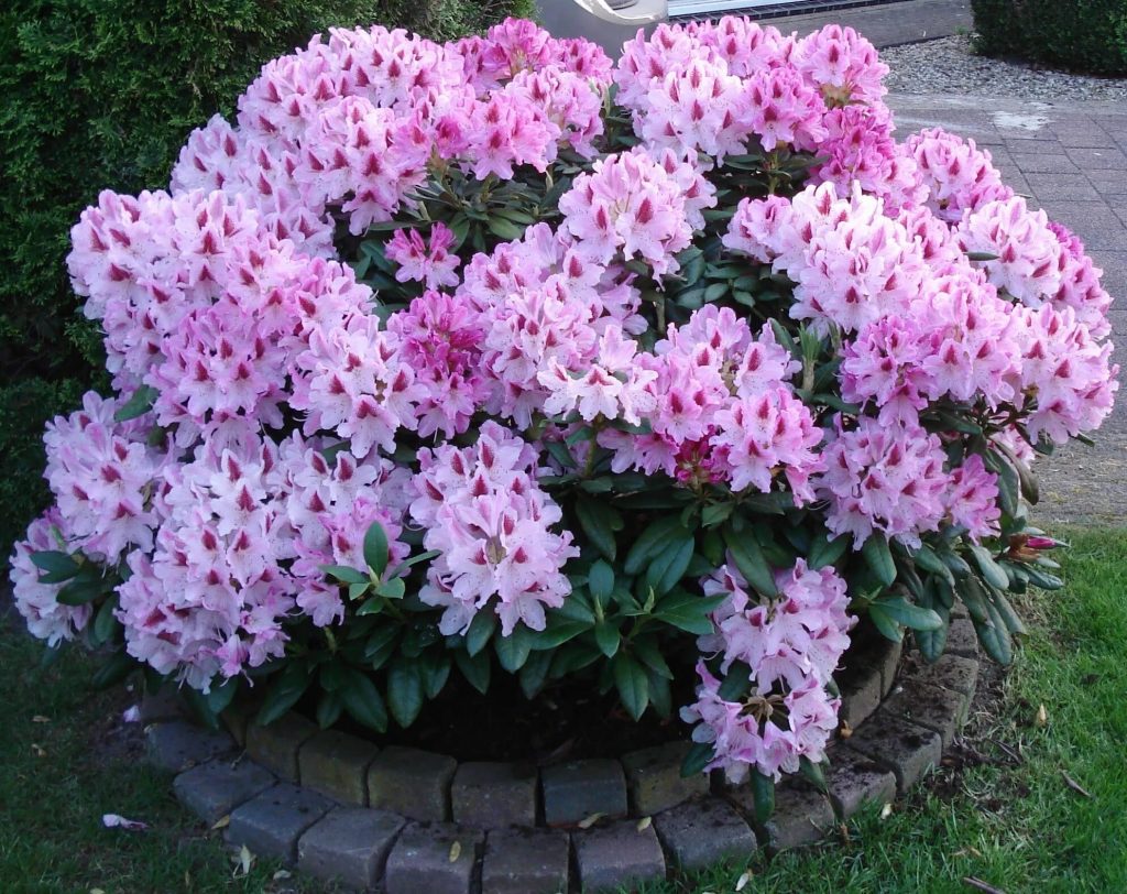 Jesenska gnojiva za rododendrone. Oni jačaju i potiču stvaranje pupoljaka