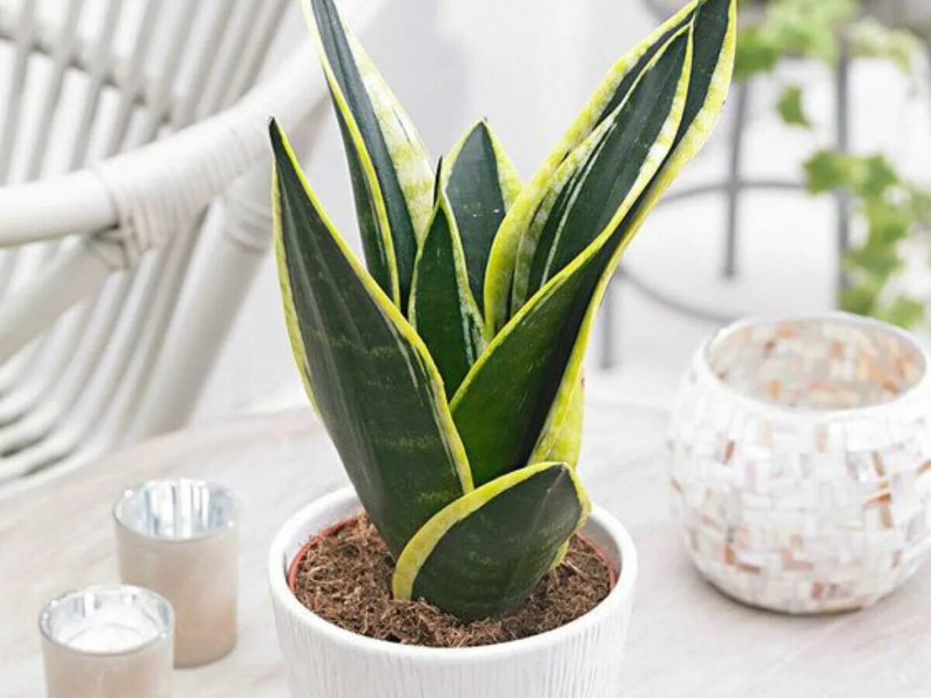 Bolja od Sansevieria: Postrojenje koje čisti zrak i uklanja štetne toksine prema NASA podacima