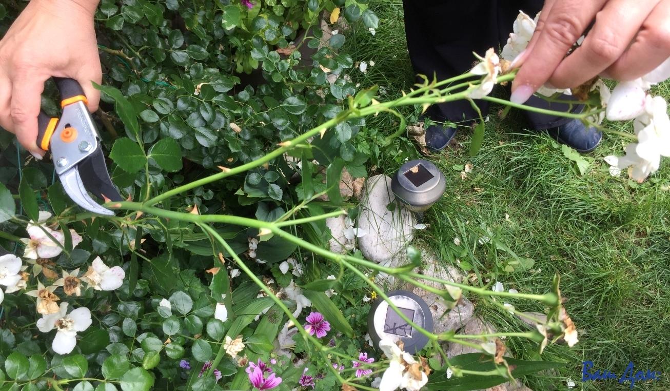 Nemojte ga odlagati na jesen! Posljednji trenuci za obrezivanje grmlja i drveća u vrtu
