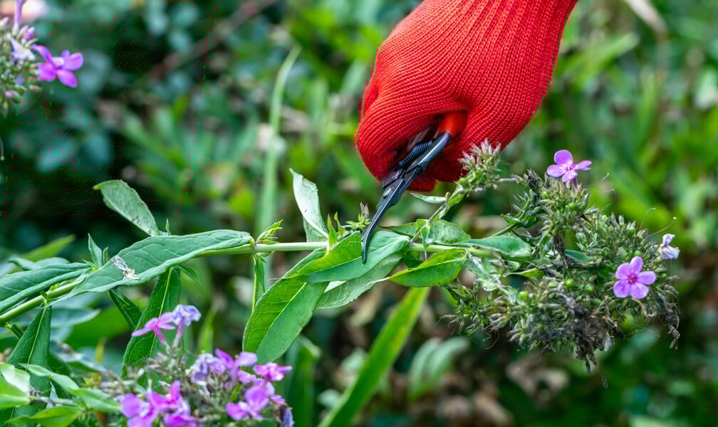 Nakon cvatnje izrežite floksi: Da ili ne?