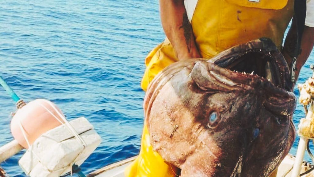 Ribari s otoka Formter uhvatili su ogroman uzorak težinu 49 kilograma: 