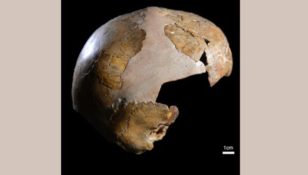 Pronađen je najstariji trag prelaska neandertalaca i Homo sapiensa: lubanja djeteta koje je živjelo prije 140.000 godina.