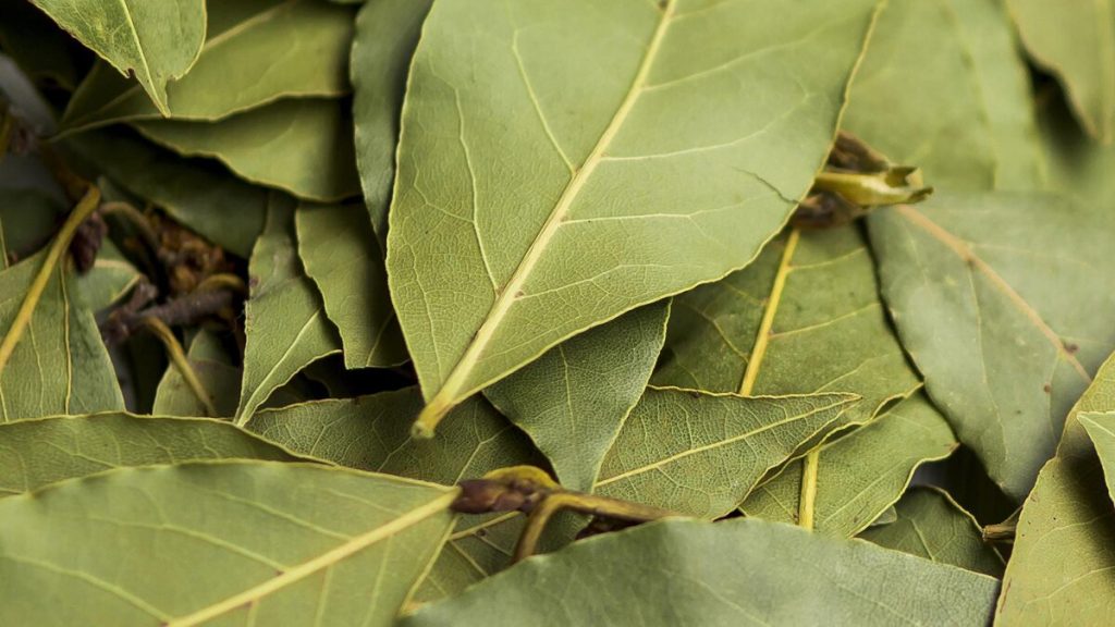 Laurel Leaf ispod kreveta: čudo agent koji koristi sve više i više ljudi