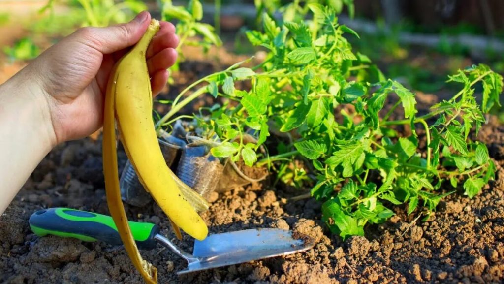 Banana Peel: Magic Upotreba koja ga čini pravim blagom