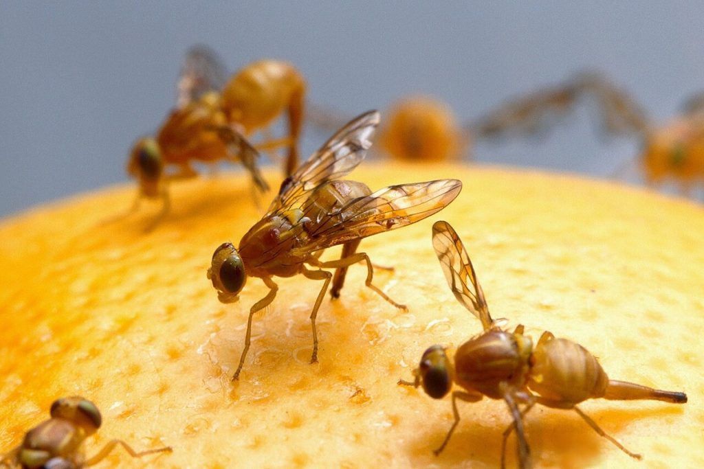 Voćne muhe mrze ovaj miris. Ova metoda ne košta ništa osim rada
