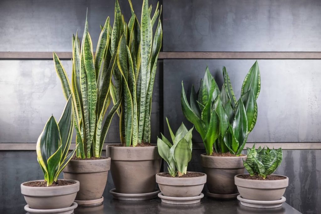 Bolja od Sansevieria: Postrojenje koje čisti zrak i uklanja štetne toksine prema NASA podacima