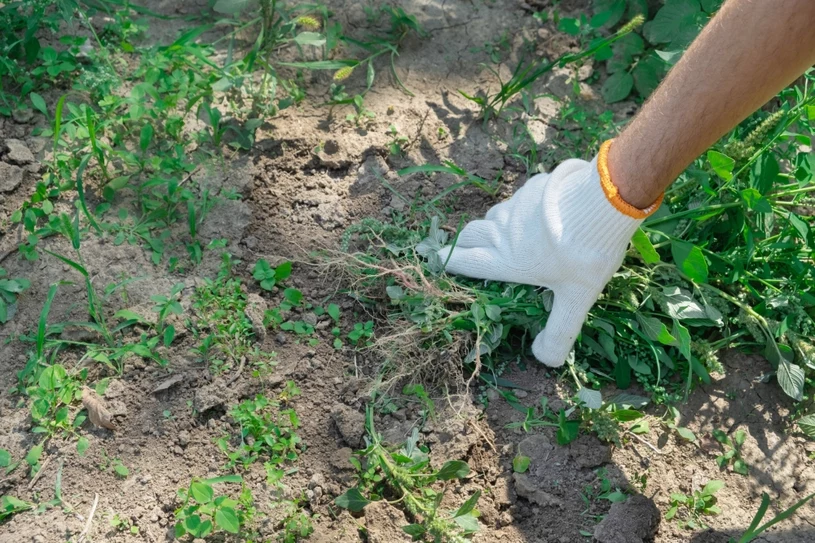 Moja svekrva to uvijek radi u vrtu u jesen. U proljeće nema korova