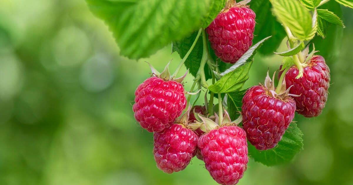 Planirate li smanjiti maline? Prvo morate biti jasni o pitanju