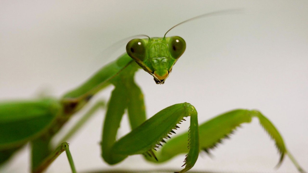Njihova energičnost je legendarna. Ti insekti čak napadaju ptice i zmije.