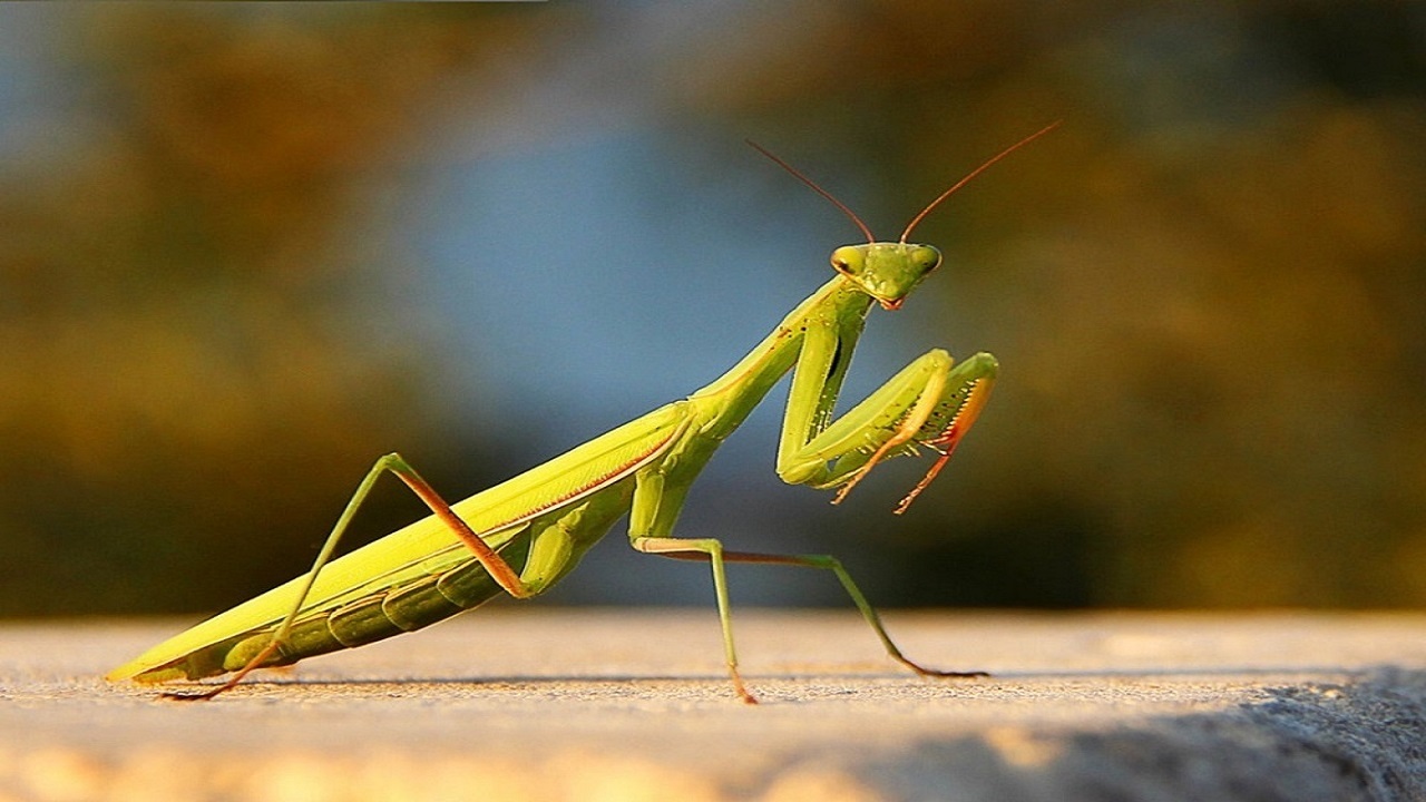 Njihova energičnost je legendarna. Ti insekti čak napadaju ptice i zmije.