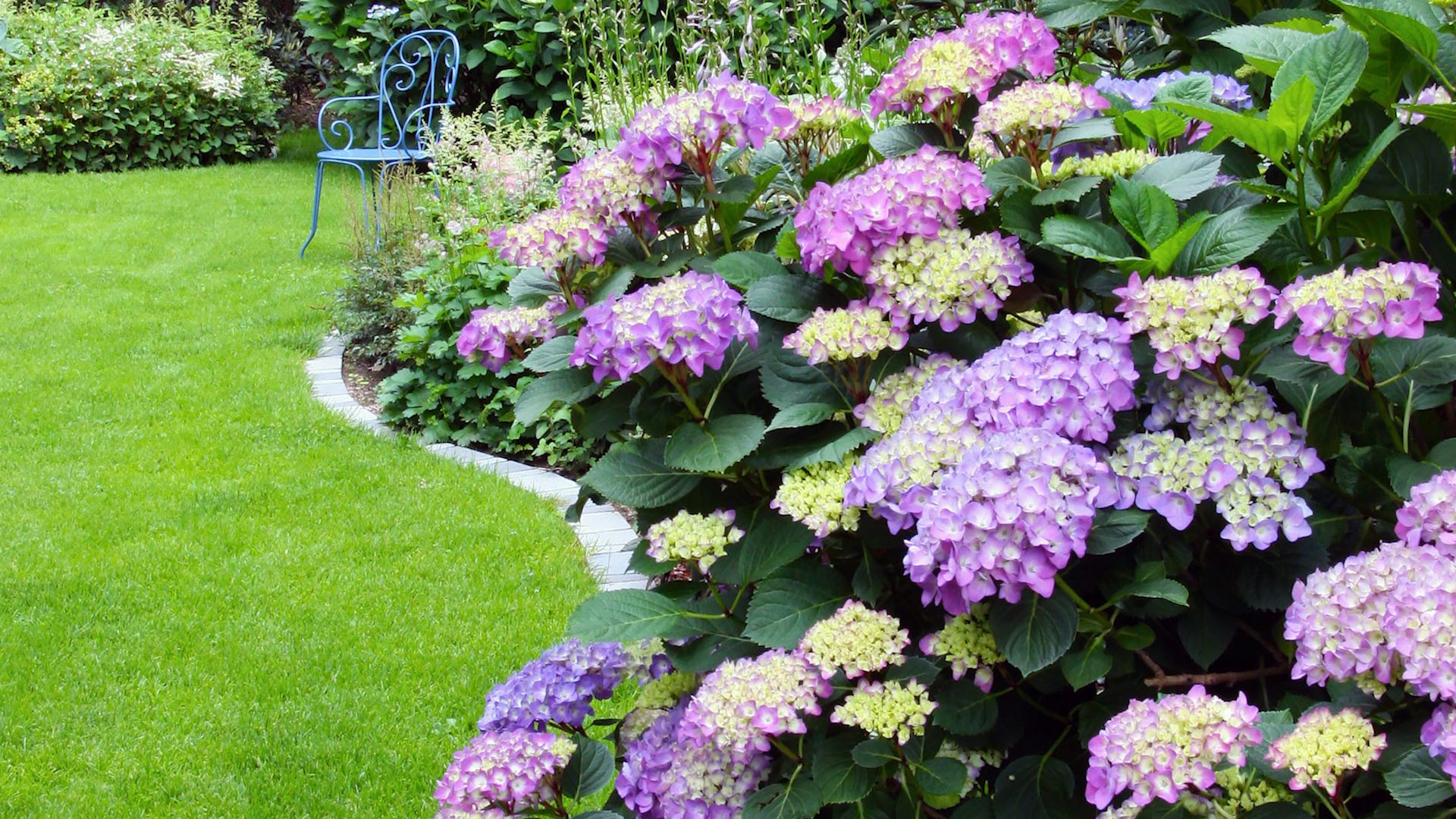 Hydrangeas su izblijedjele. Što bi svaki vrtlar trebao raditi sa suhim cvjetovima?