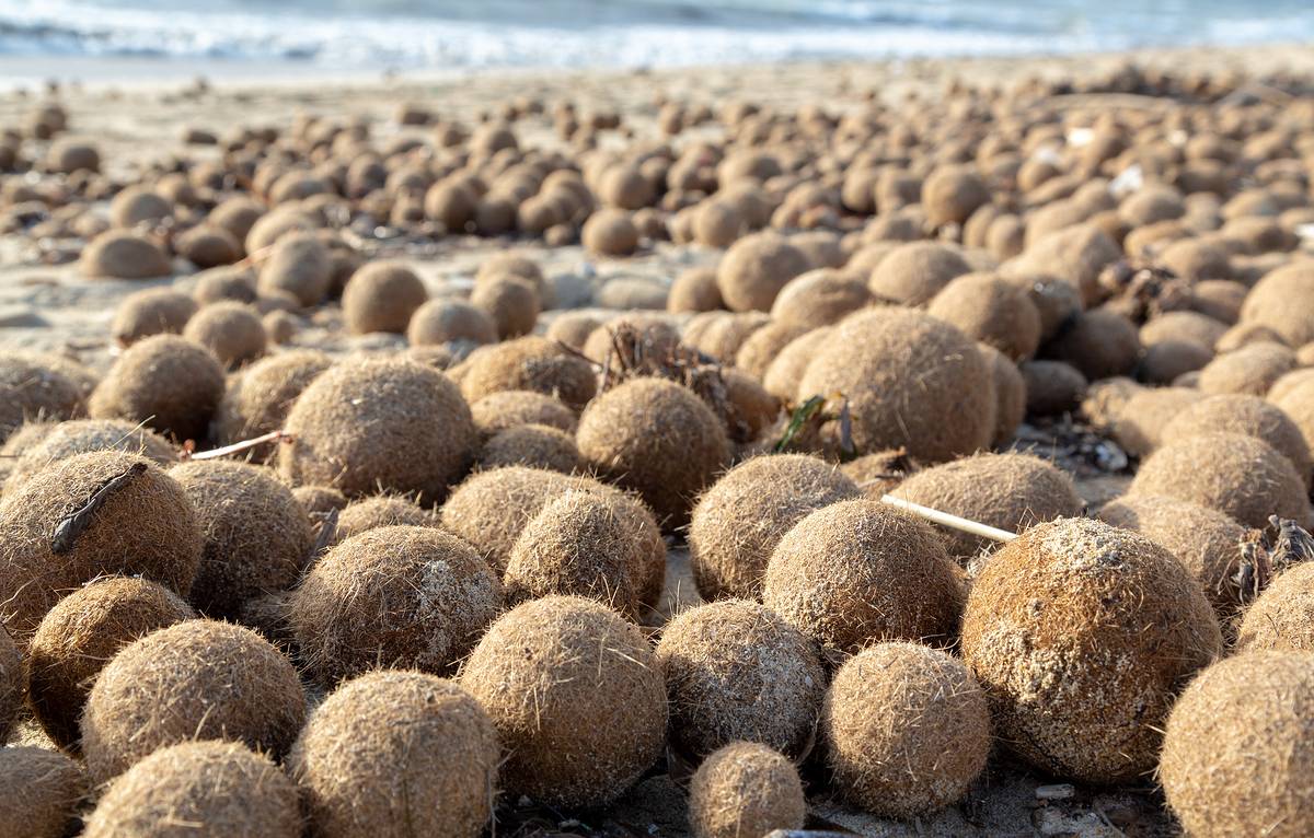 Što su 'Neptunove kuglice' punjene plastikom koje se pojavljuju na plažama