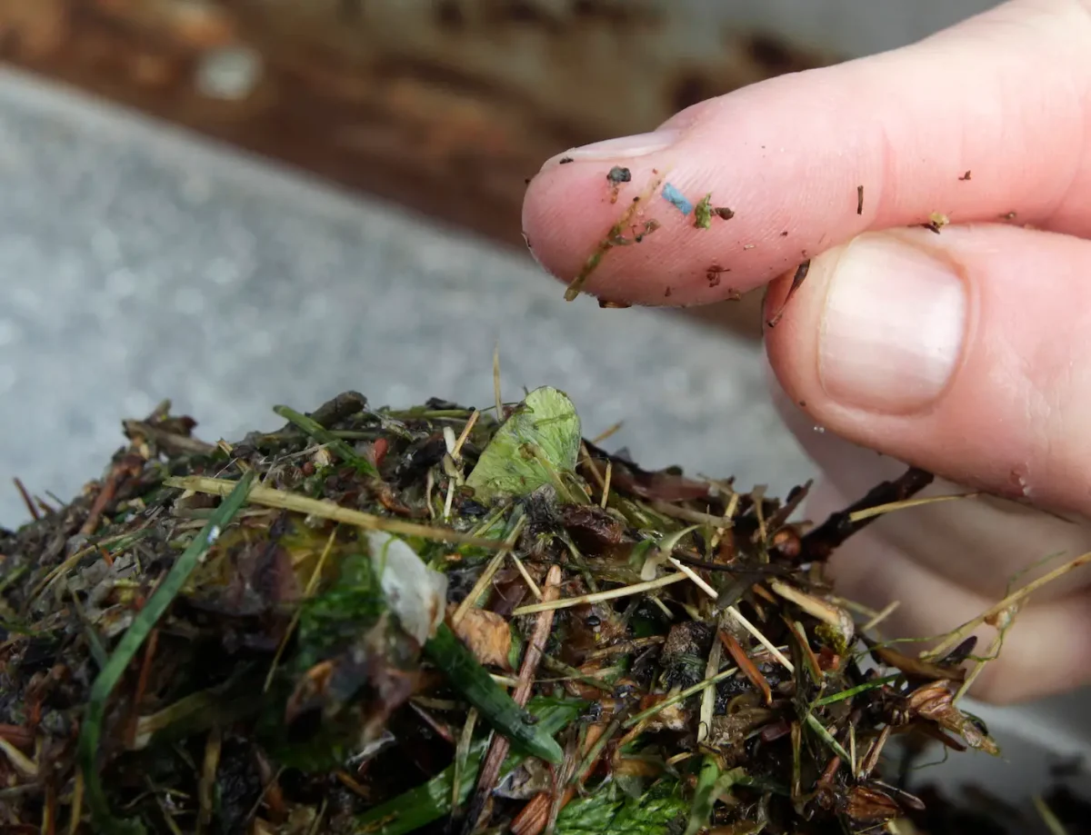 Novo njemačko istraživanje pokazalo je da nakon desetljeća „plastične kiše“, šume sada pohranjuju do milijun mikroplastike po četvornom metru.