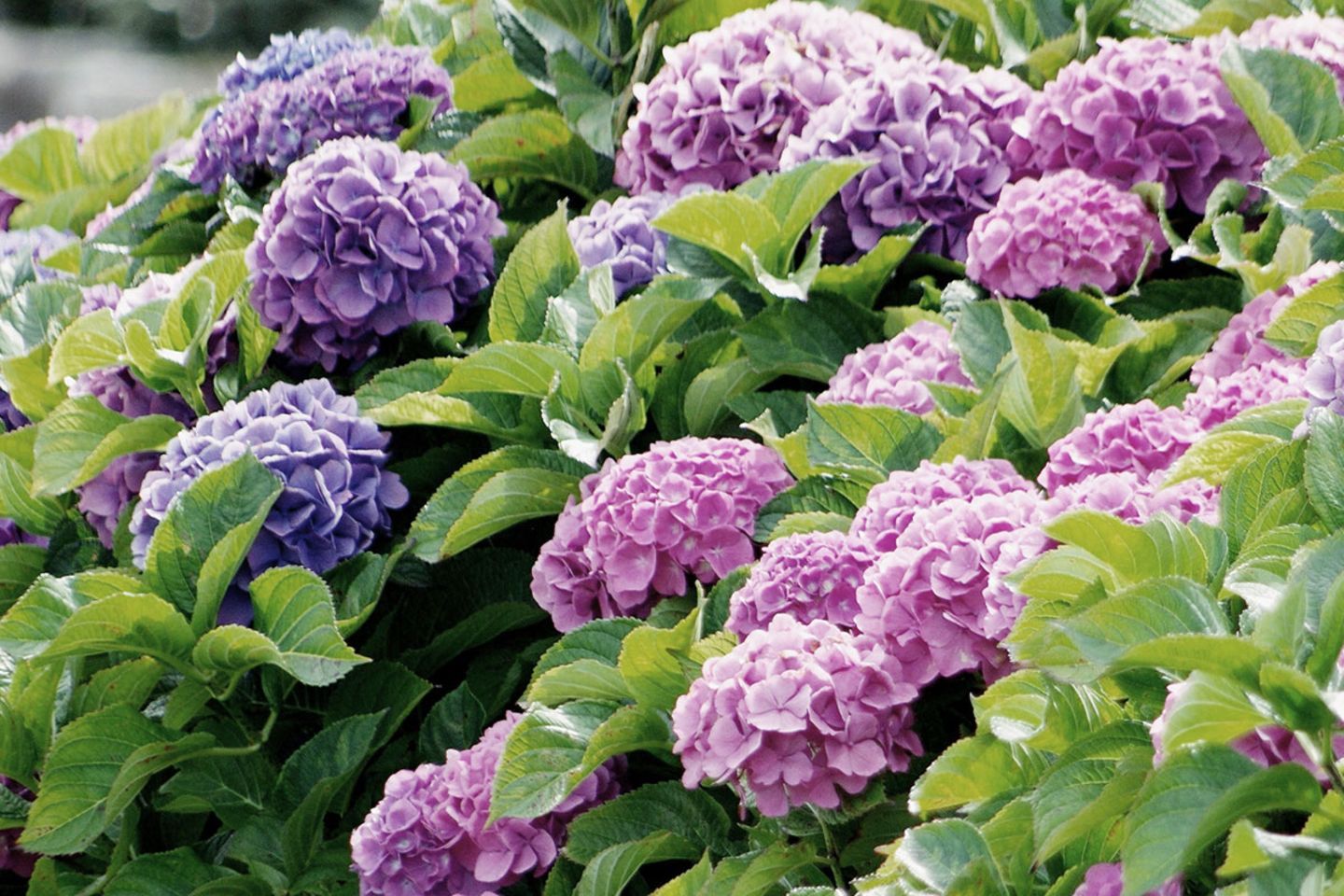 Hydrangeas su izblijedjele. Što bi svaki vrtlar trebao raditi sa suhim cvjetovima?