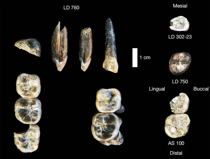 Pronalaženje tisućljeća. Otkrila nepoznatu vrstu čovjeka koji mijenja povijest evolucije i iznenađuje svijet