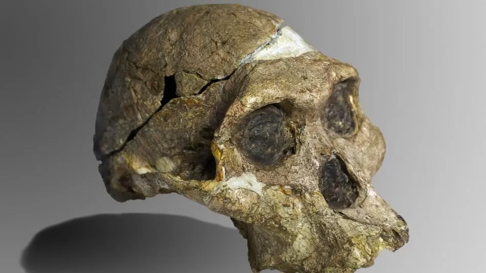 Pronalaženje tisućljeća. Otkrila nepoznatu vrstu čovjeka koji mijenja povijest evolucije i iznenađuje svijet