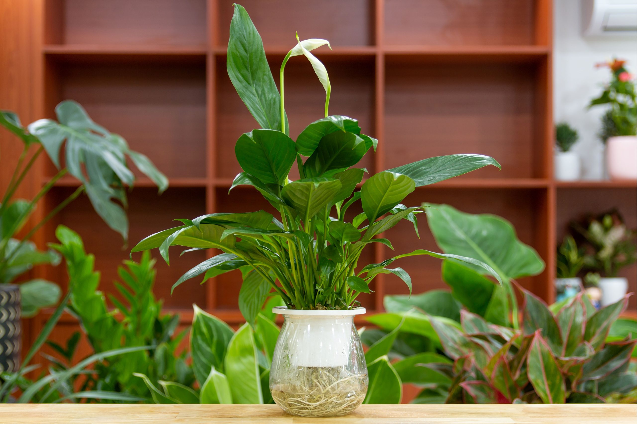 Dodajem 1 žlicu u vodu i zalijem. Nakon nekoliko dana, spathiphyllum će imati svježe, zdrave listove.