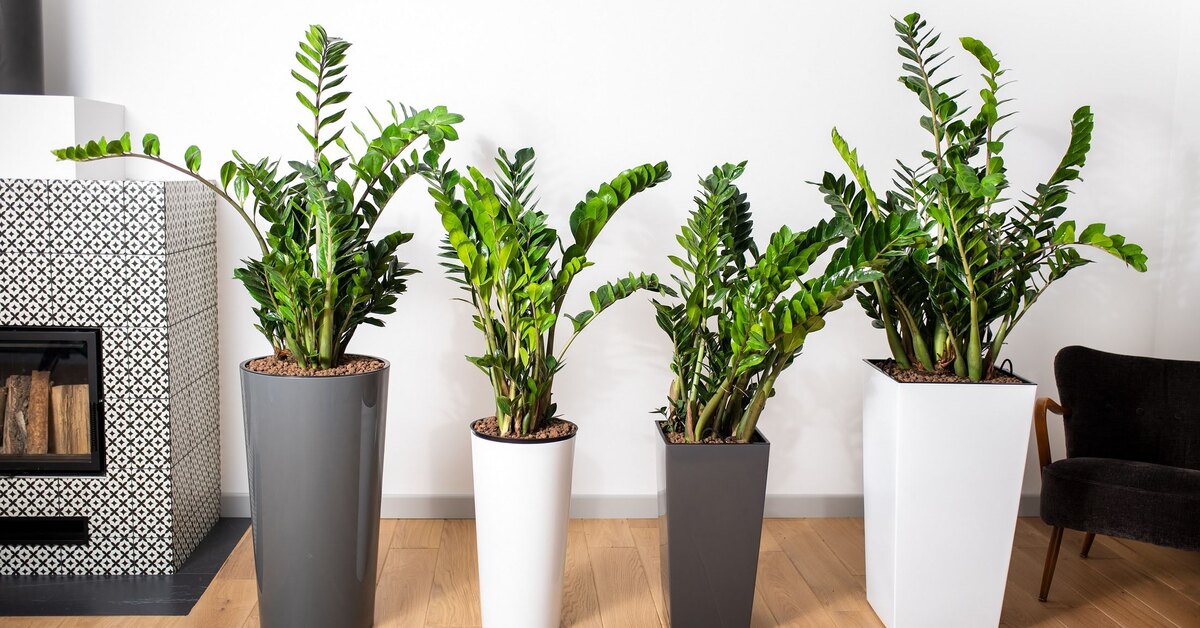Zamioculcas je vrlo otporan, ali jedna pogreška može je uništiti. To biste trebali izbjegavati