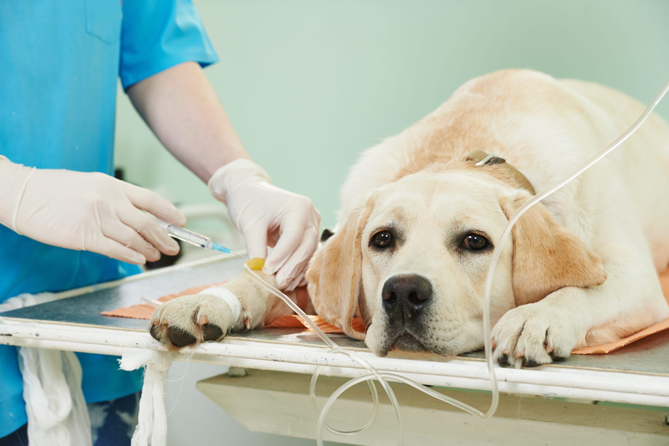 Veterinari otkrivaju: 3 odvratne istine o vašim ljubimcima, zbog kojih ćete plakati nakon što pročitate treću