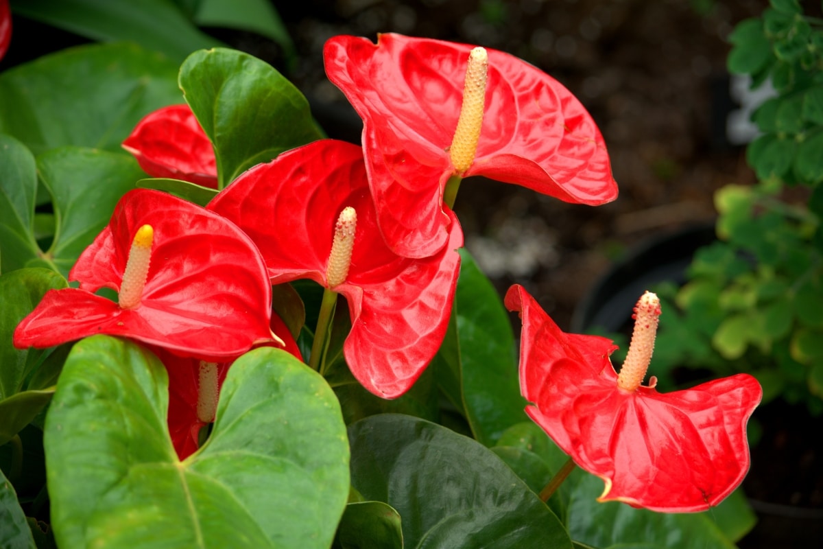 Stavite žličicu nje u vodu. Vaš će Anthurium procvjetati kao lud.