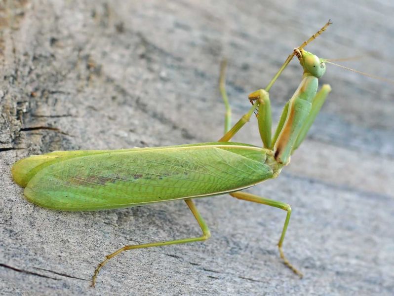 Njihova pohlepa je legendarna. Ti insekti čak napadaju ptice i zmije.