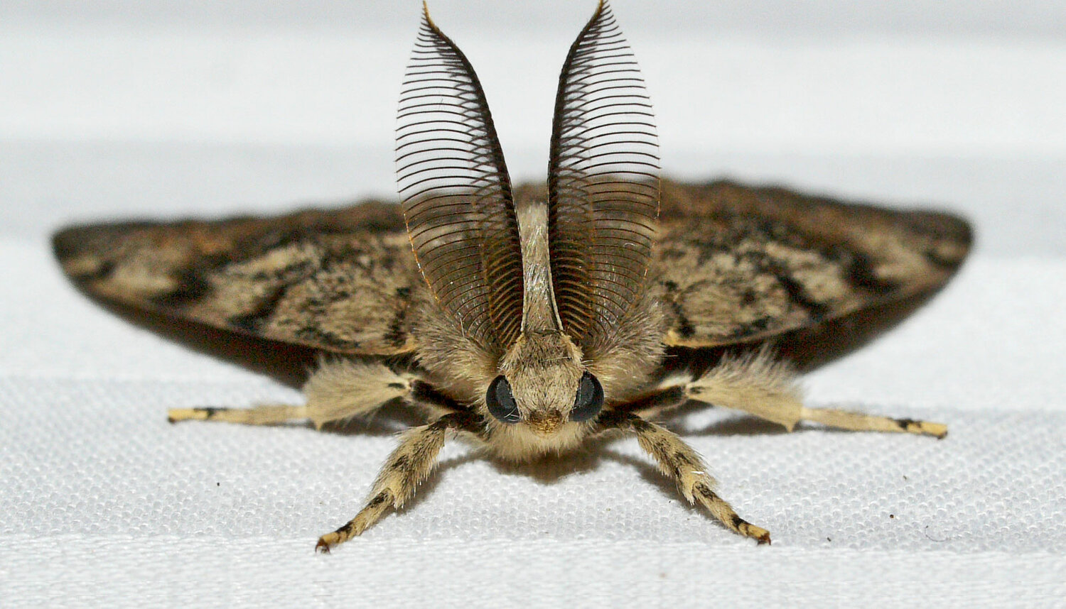 Najprirodniji način da se ovog ljeta riješite moljaca u vašem domu bez upotrebe insekticida
