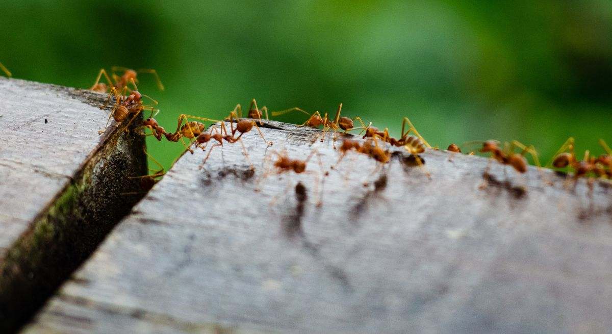 Zbogom, mravi u vašem domu ili vrtu: jednostavan trik da ih se zauvijek riješite i bez upotrebe kemikalija