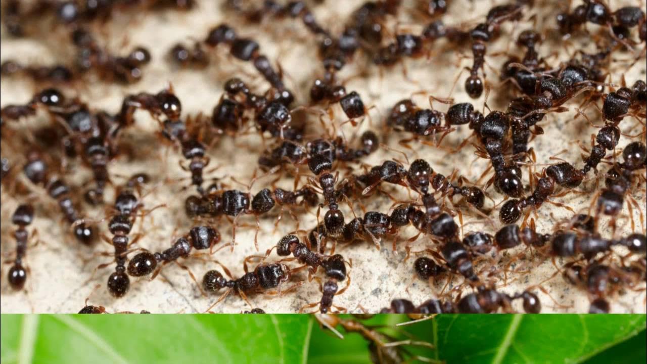 Bez octa ili lovorovog lista: Čarobna tajna za uklanjanje mrava u vašem domu kada sve ostalo zakaže