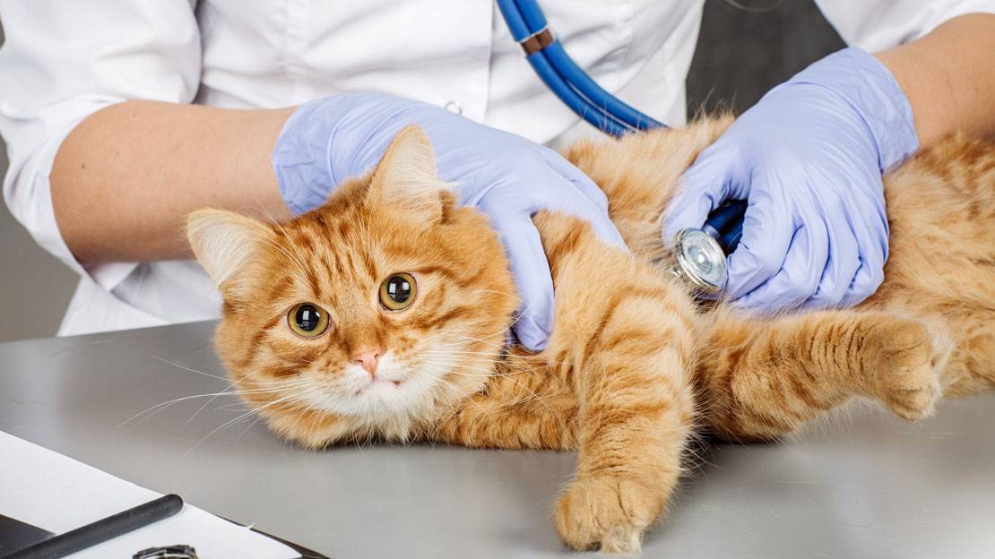 Veterinari otkrivaju: 3 odvratne istine o vašim ljubimcima, zbog kojih ćete plakati nakon što pročitate treću