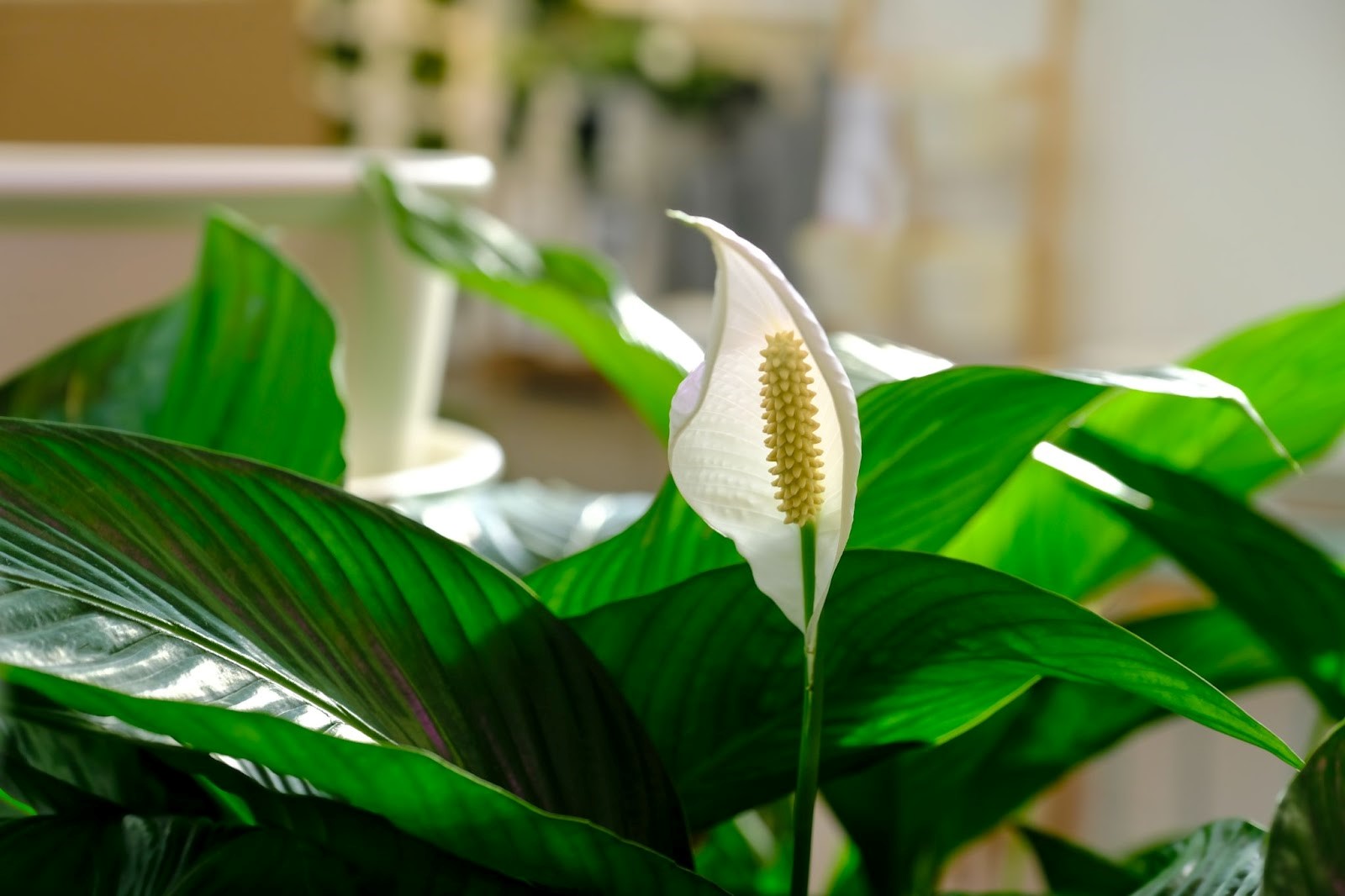 Dodajem 1 žlicu u vodu i zalijem. Nakon nekoliko dana, spathiphyllum će imati svježe, zdrave listove.