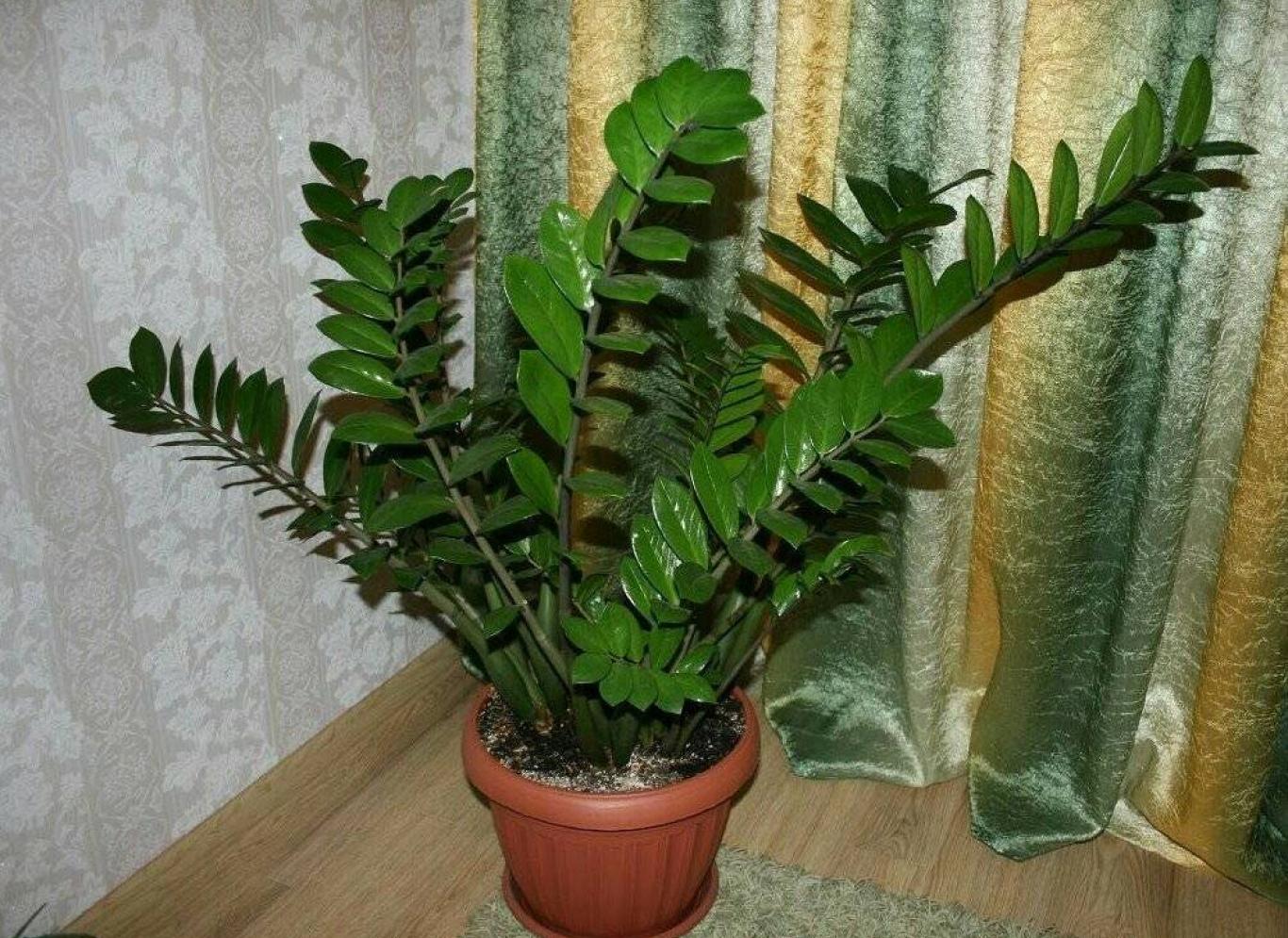 Zamioculcas je vrlo otporan, ali jedna pogreška može je uništiti. To biste trebali izbjegavati